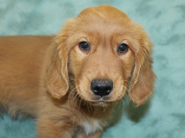 Golden Retriever DOG Male Golden 18653 Petland Dalton, Georgia