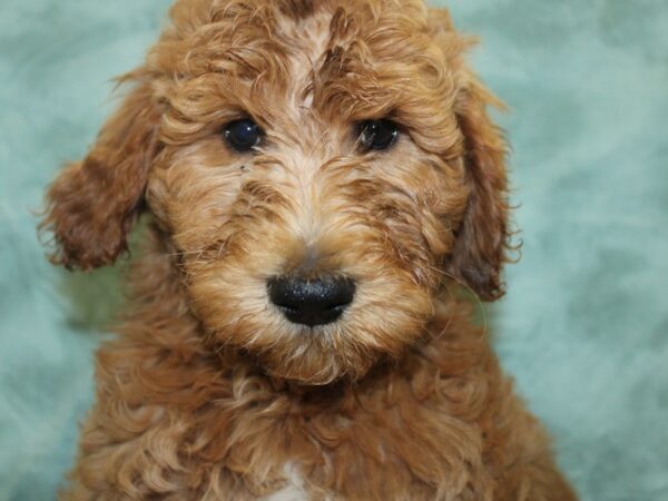 Goldendoodle 2nd Gen DOG Female Apricot 18651 Petland Dalton, Georgia