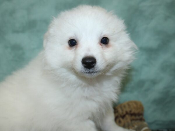 American Eskimo Dog DOG Female White 18662 Petland Dalton, Georgia