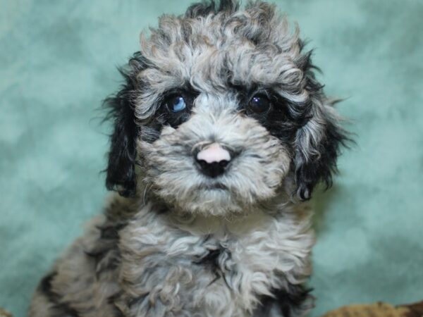 Cock A Poo 2nd Gen-DOG-Male-Blue Merle-18666-Petland Dalton, Georgia