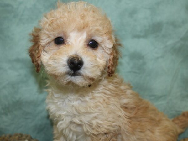 Poodle DOG Female Apricot 18665 Petland Dalton, Georgia