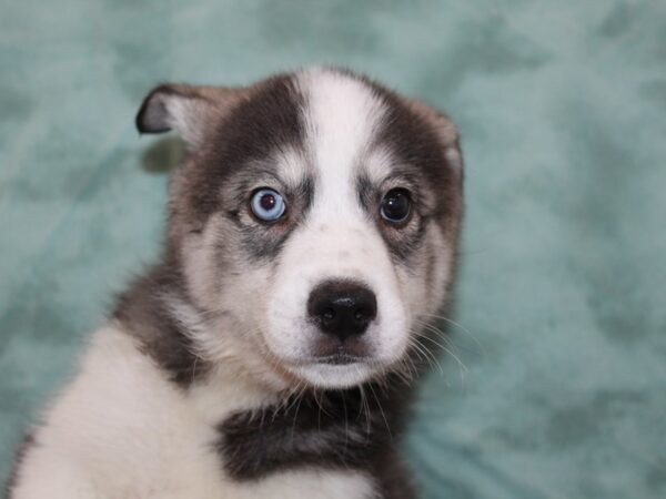 Huskimo DOG Male BLK WHT 8260 Petland Dalton, Georgia