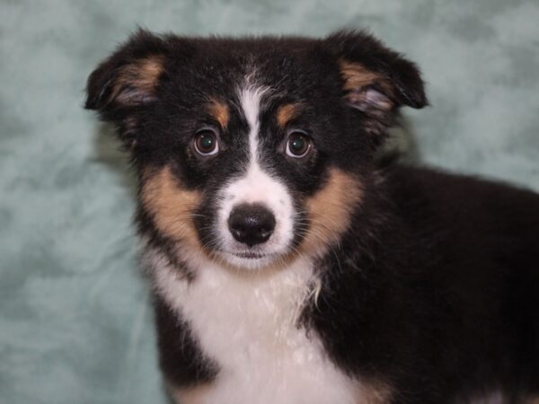 Miniature American Shepherd DOG Female Black 8235 Petland Dalton, Georgia