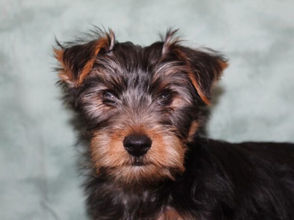 Yorkshire Terrier DOG Male BLK TAN 8258 Petland Dalton, Georgia