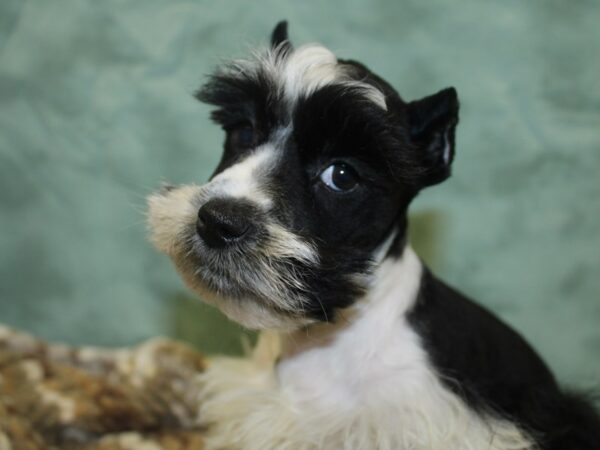 Miniature Schnauzer DOG Female BLK WHITE 8286 Petland Dalton, Georgia