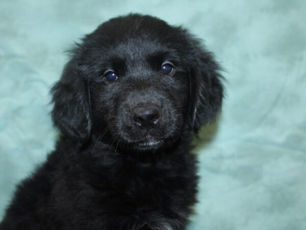 Goldendoodle DOG Female Black 8285 Petland Dalton, Georgia