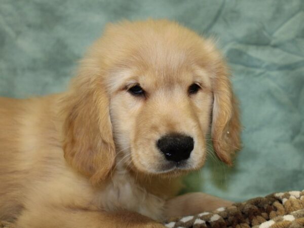 Golden Retriever DOG Male Cream 8284 Petland Dalton, Georgia