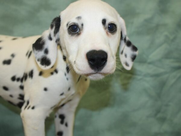 Dalmatian-DOG-Female-White / Black-8283-Petland Dalton, Georgia