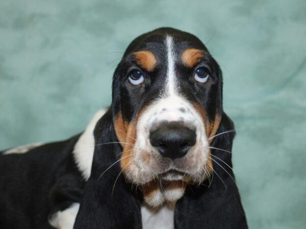 Basset Hound DOG Male Tri-Colored 8278 Petland Dalton, Georgia