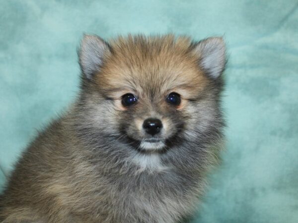 Pomeranian DOG Male Red Sable 8277 Petland Dalton, Georgia