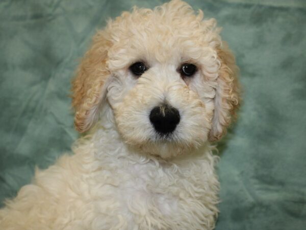 Goldendoodle 2nd Gen-DOG-Male-Cream-8276-Petland Dalton, Georgia