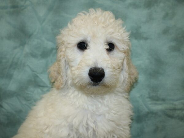 Goldendoodle 2nd Gen DOG Female Cream 8275 Petland Dalton, Georgia