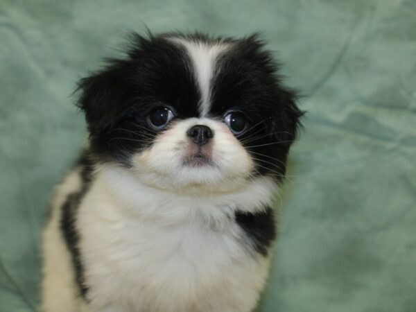 Japanese Chin-DOG-Female-Black / White-8274-Petland Dalton, Georgia