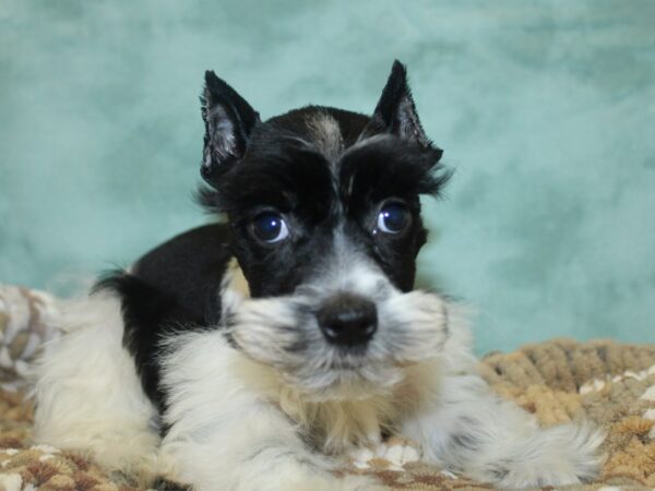 Miniature Schnauzer DOG Female BLK WHITE 18672 Petland Dalton, Georgia