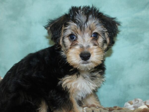 Yorkie Chon DOG Male BLK TAN 18671 Petland Dalton, Georgia