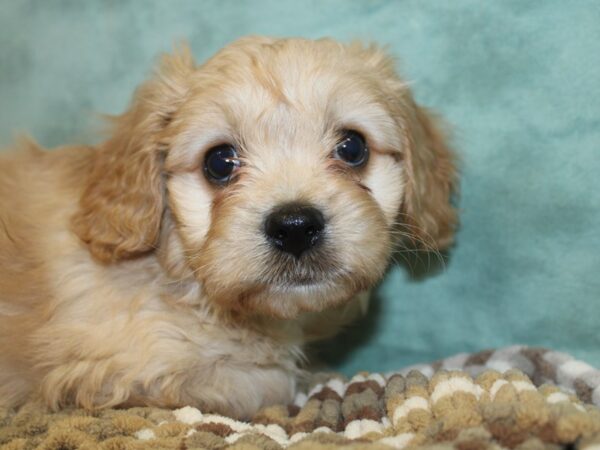 Cava Chon-DOG-Male-BLENHEIM-18670-Petland Dalton, Georgia