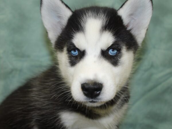 Siberian Husky DOG Female Black White 18668 Petland Dalton, Georgia