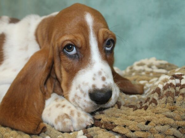 Basset Hound DOG Male Red / White 18664 Petland Dalton, Georgia