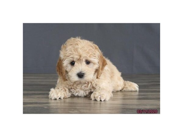 Cockapoo DOG Male Buff 18673 Petland Dalton, Georgia