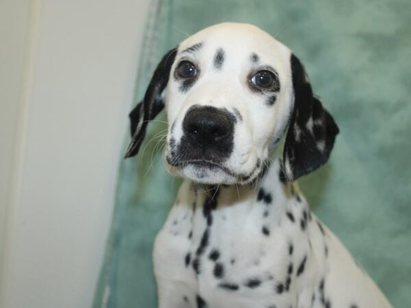 Dalmatian DOG Male White / Black 18675 Petland Dalton, Georgia