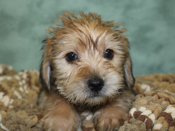 Yorkie Chon DOG Male BEIGE 18679 Petland Dalton, Georgia