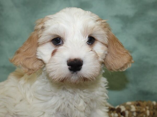 Cava Chon DOG Male BLENHEIM 18677 Petland Dalton, Georgia