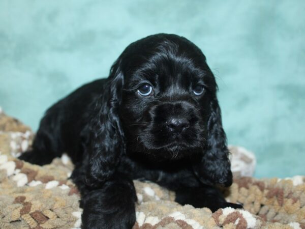 Cocker Spaniel DOG Male BLK 18676 Petland Dalton, Georgia