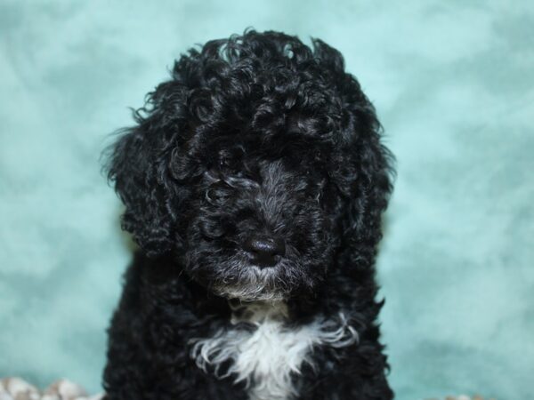 Bichapoo DOG Male BLK 18682 Petland Dalton, Georgia