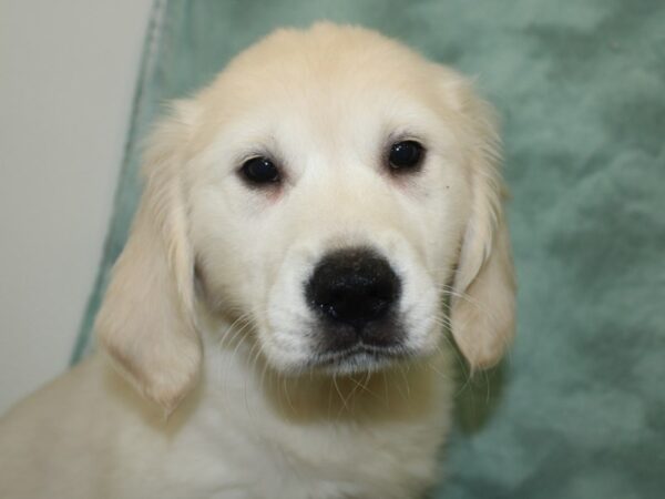 Golden Retriever DOG Female Cream 8288 Petland Dalton, Georgia