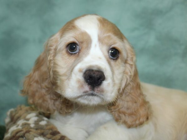 Cocker Spaniel DOG Male CHOC 8298 Petland Dalton, Georgia