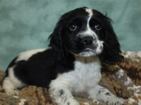 Cocker Spaniel DOG Male BLK WHITE 8299 Petland Dalton, Georgia