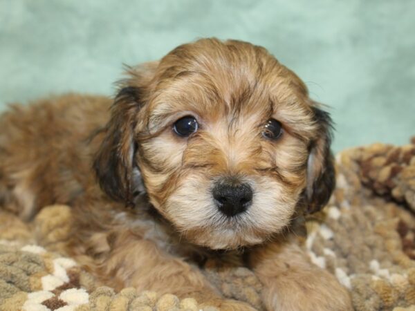 Yorkie Chon-DOG-Male-BEIGE-8296-Petland Dalton, Georgia