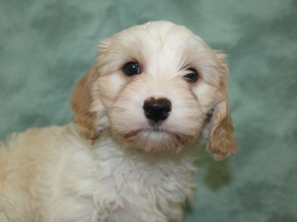 Cava Chon DOG Male BLENHEIM 8292 Petland Dalton, Georgia