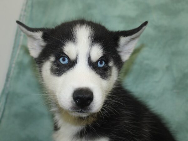 Siberian Husky DOG Male Black & White 8289 Petland Dalton, Georgia