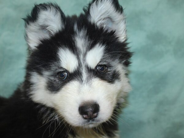 Siberian Husky DOG Female Black & White 8291 Petland Dalton, Georgia