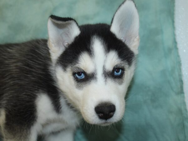 Siberian Husky DOG Female Black & White 8290 Petland Dalton, Georgia