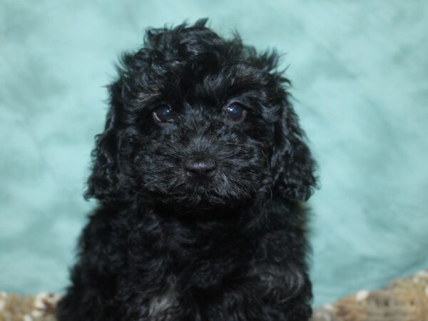 Havapoo DOG Female Black 18693 Petland Dalton, Georgia