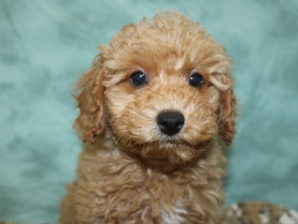 Poodle DOG Female Red 18692 Petland Dalton, Georgia