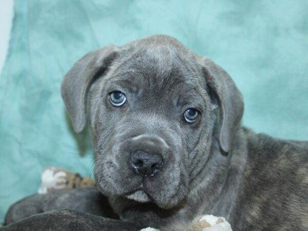 Cane Corso DOG Male Blue Brindle 18690 Petland Dalton, Georgia