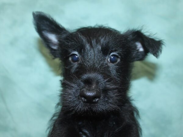 Scottish Terrier DOG Male Black 18689 Petland Dalton, Georgia