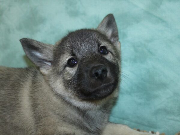 Norwegian Elkhound DOG Female Black / Silver 18688 Petland Dalton, Georgia