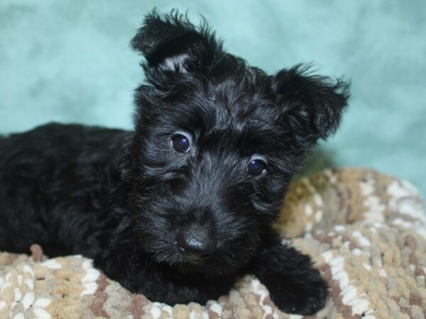 Scottish Terrier DOG Female Black 8300 Petland Dalton, Georgia