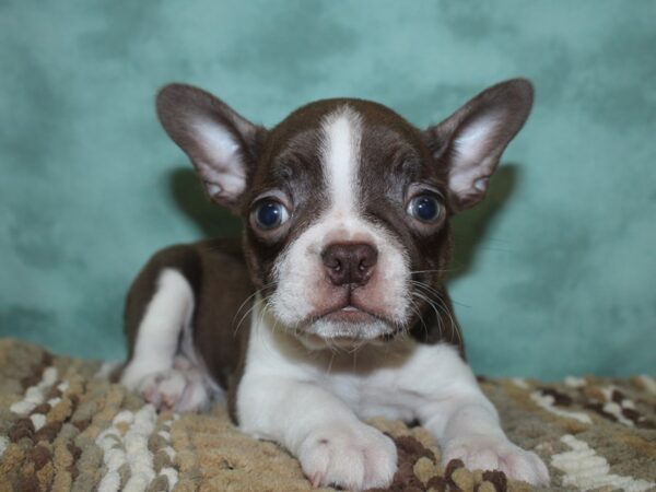 Boston Terrier DOG Male Seal 18684 Petland Dalton, Georgia