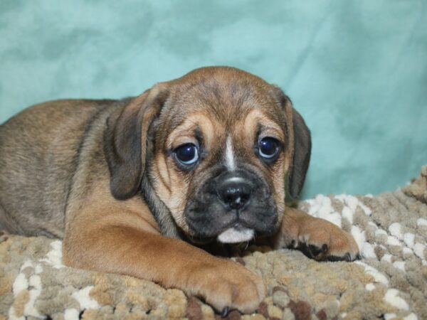 Bull Puggle DOG Female Fawn 18702 Petland Dalton, Georgia