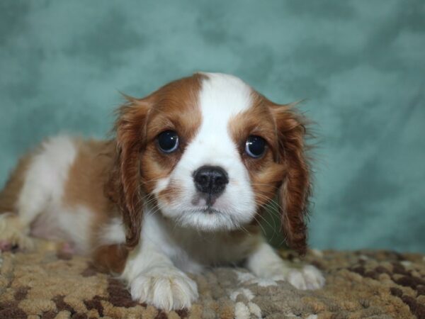 Cavalier King Charles Spaniel DOG Male Blenheim 18685 Petland Dalton, Georgia