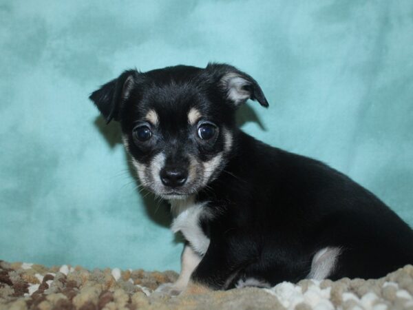 Chihuahua DOG Male FAWN 18704 Petland Dalton, Georgia