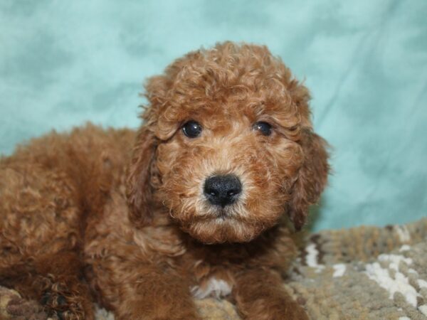 F2 MINI GOLDENDOODLE DOG Male Red 8303 Petland Dalton, Georgia