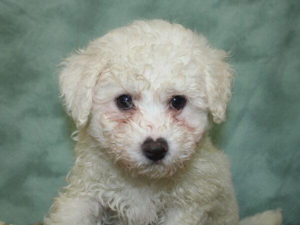 Bichon Frise DOG Male White 8304 Petland Dalton, Georgia