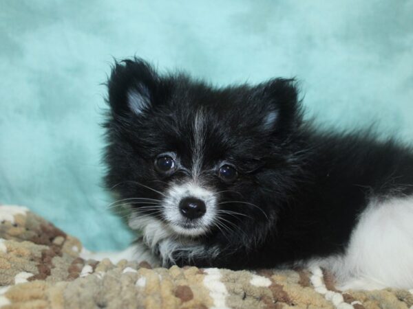 Pomeranian DOG Female BLK WH 8305 Petland Dalton, Georgia