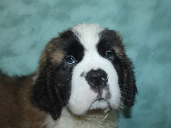 Saint Bernard DOG Male Sable & White 8302 Petland Dalton, Georgia